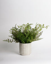 Mixed Fern Bush in Ceramic White Pot