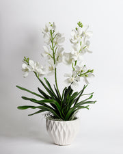 White Orchids in White Pot