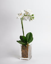 White Orchid in Large Glass Container