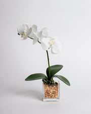 White Orchid in Small Glass Container