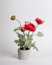 Pink Flowers In Pot