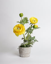 Yellow Flowers In Pot