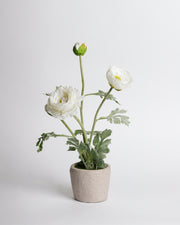 White Flowers In Pot