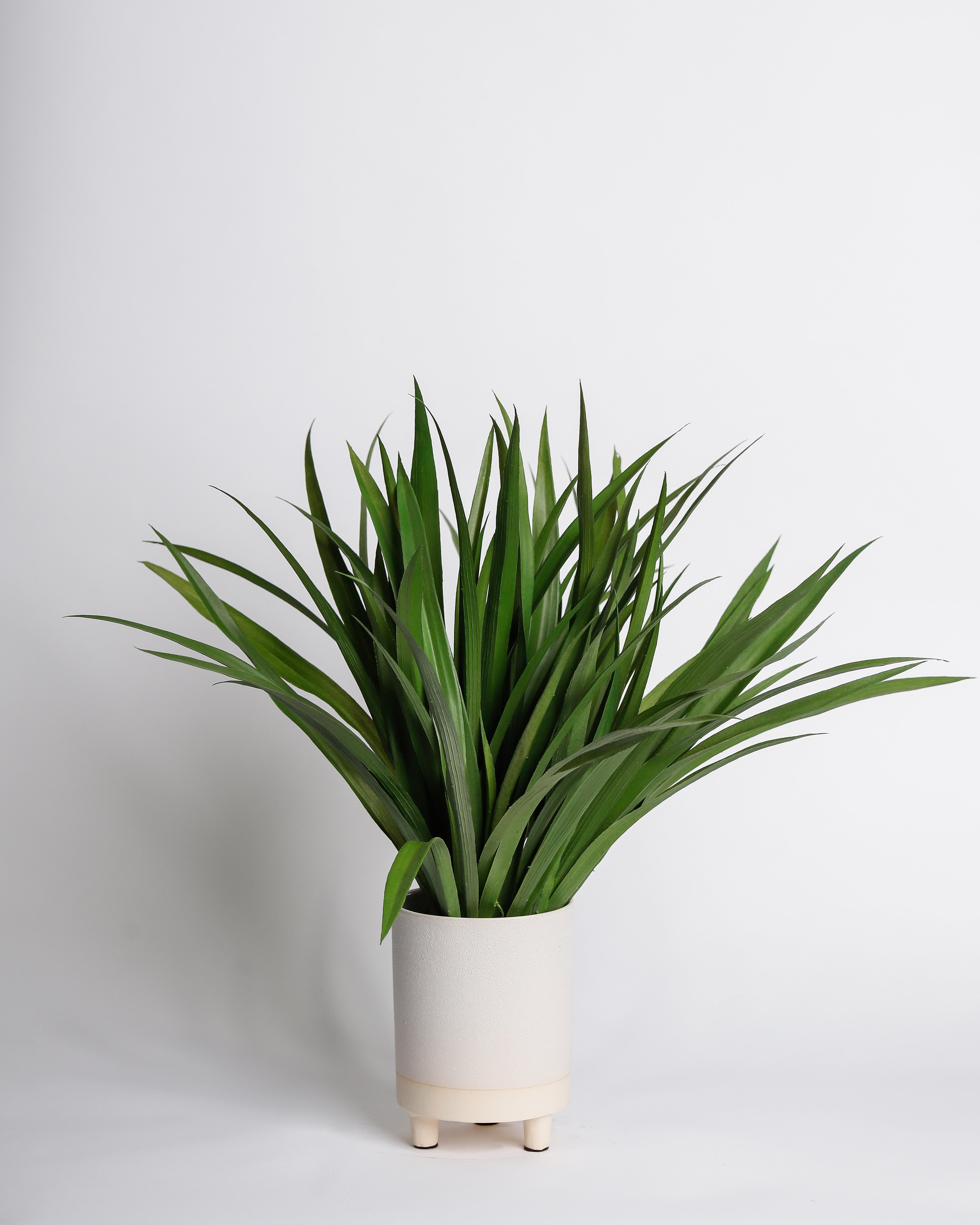 Fern in White Footed Pot