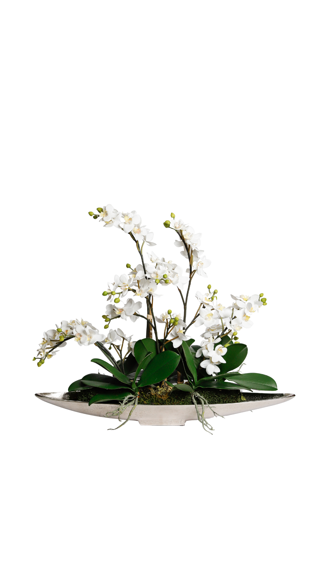 Large Orchid In Silver Boat