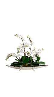 Large Orchid In Silver Boat